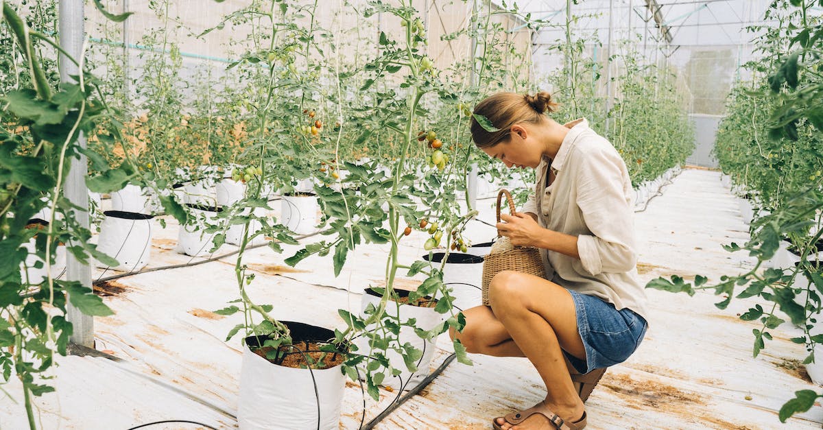 Harvesting plants (specifically Daybloom) - Woman in Beige Long Sleeve Shirt and Blue Denim Shorts Sitting beside Tomato Plants Harvesting plants (specifically Daybloom) - Woman in Beige Long Sleeve Shirt and Blue Denim Shorts Sitting beside Tomato Plants