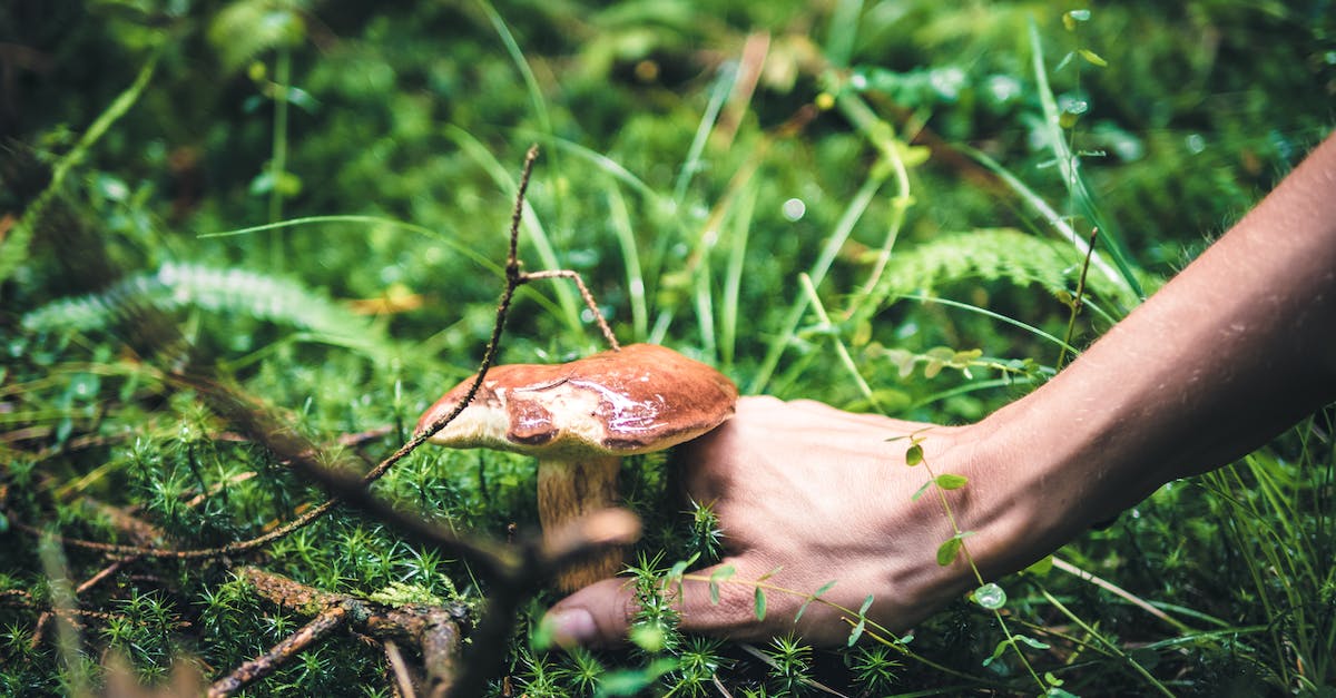 Harvesting plants (specifically Daybloom) - Photo of Person Holding Mushroom Harvesting plants (specifically Daybloom) - Photo of Person Holding Mushroom