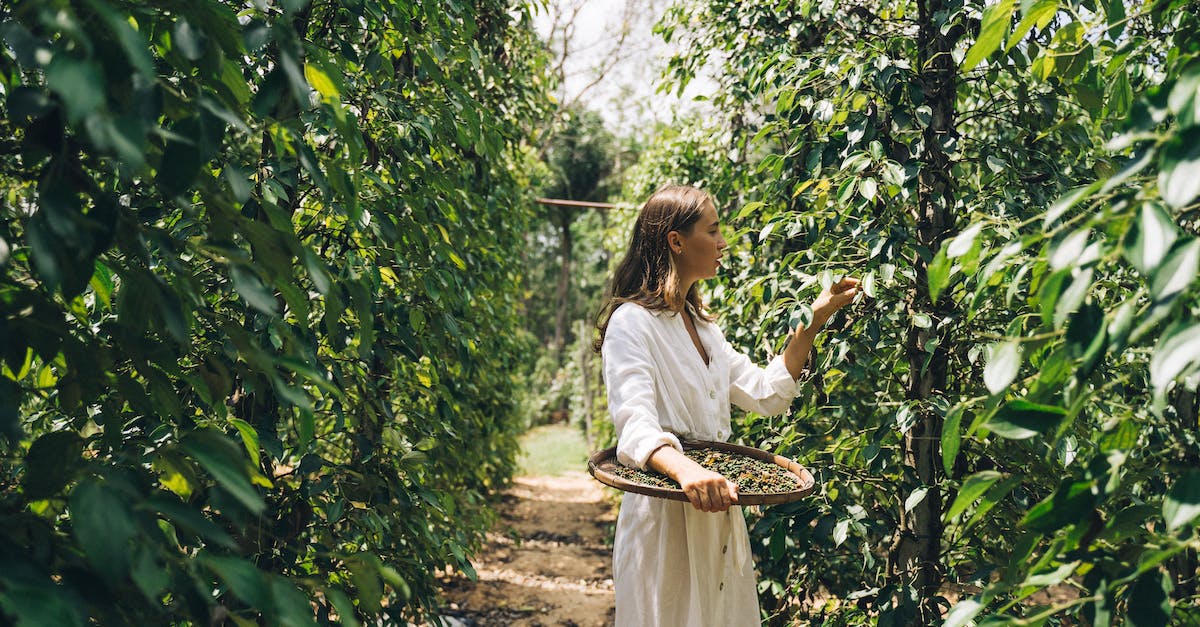 Harvesting plants (specifically Daybloom) - Woman in White Long Sleeve Dress Standing Beside Green Plants Harvesting plants (specifically Daybloom) - Woman in White Long Sleeve Dress Standing Beside Green Plants