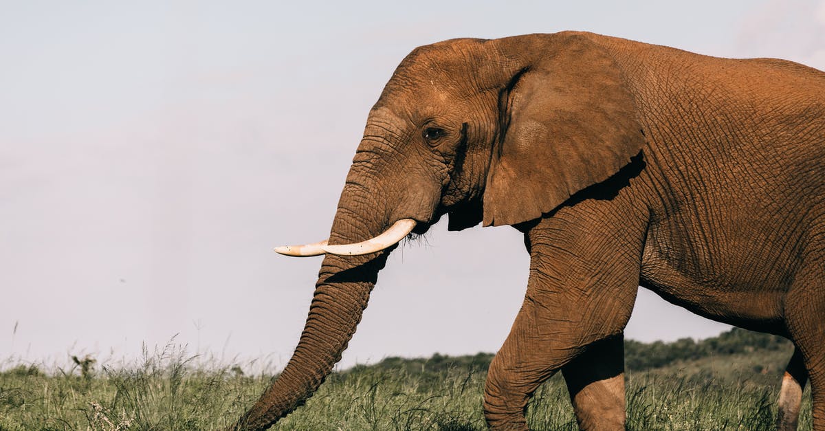 Has anyone seen a huge painting of a warrior on a field in DAYZ? - Huge wild elephant eating fresh green grass while pasturing alone in natural habitat on sunny summer day