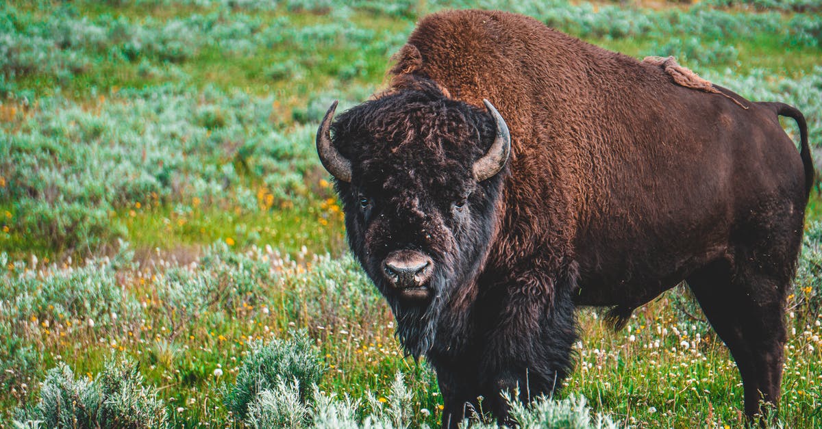 Has anyone seen a huge painting of a warrior on a field in DAYZ? - Photo of Bison on Grass Field