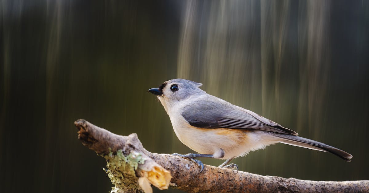 hate cut off point - Small songbird with gray and white plumage sitting on rough tree twig on sunny day