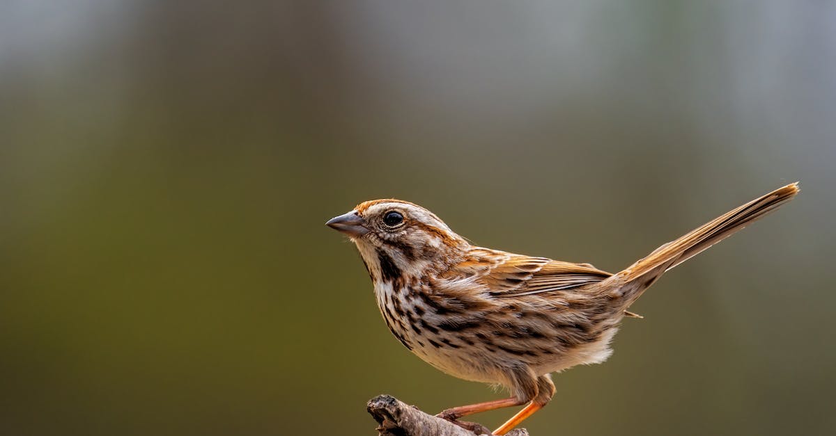 hate cut off point - Little bunting with ornamental brown plumage sitting on rough tree twig on sunny day