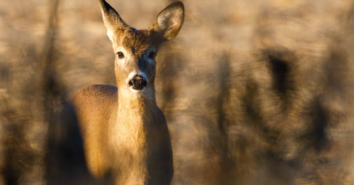 Heist League: does the alert level affect anything? - Brown Deer in Close Up Photography