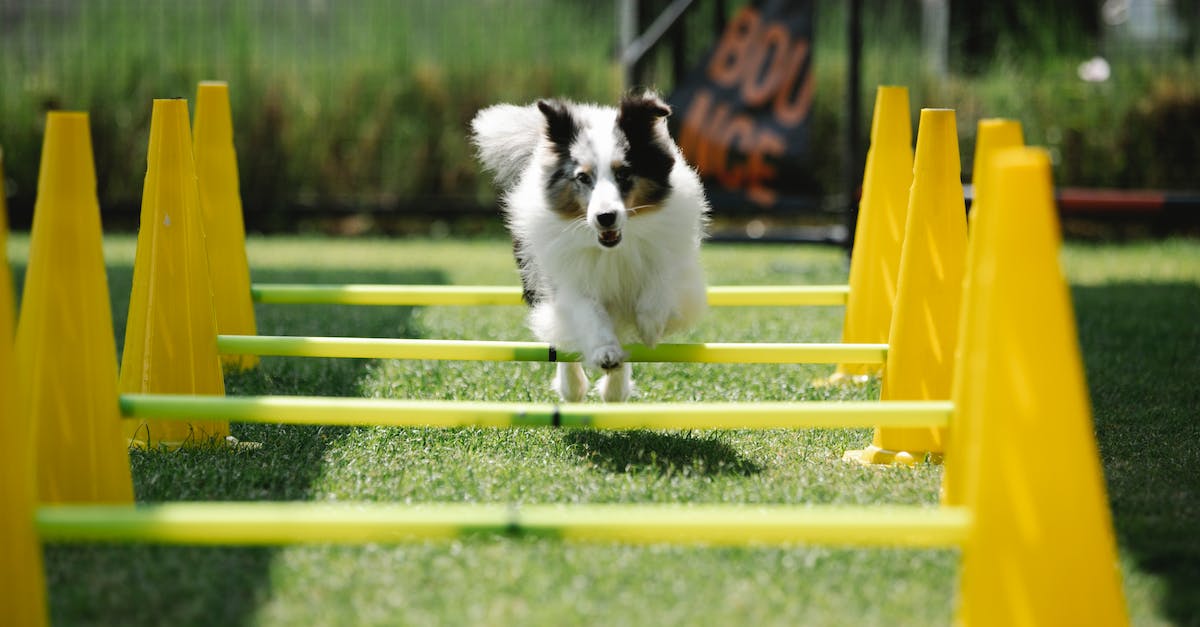 Hide energy bar of Wither Boss - Active purebred dog with fluffy coat jumping above bar while running on meadow with cones on sunny day