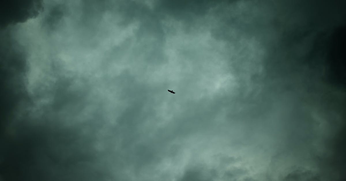 High ping and low FPS when streaming with OBS on Twitch? - Black Bird Flying in the Sky