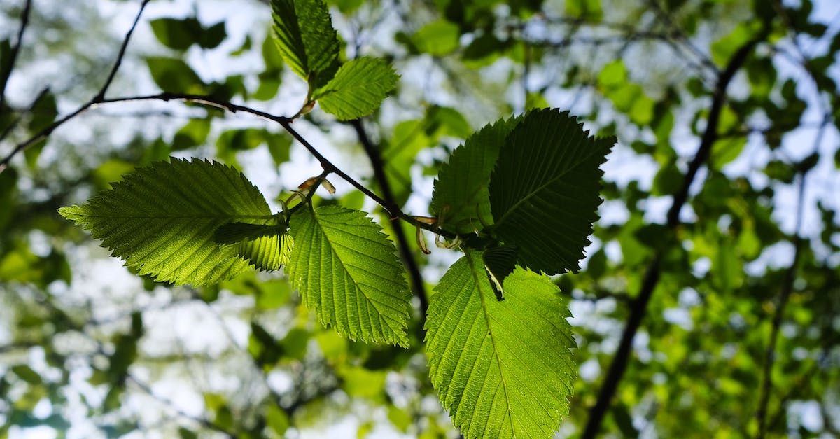 How am I supposed to beat Egypt without being able to plant the green plants? - Green Leaves of a Tree How am I supposed to beat Egypt without being able to plant the green plants? - Green Leaves of a Tree