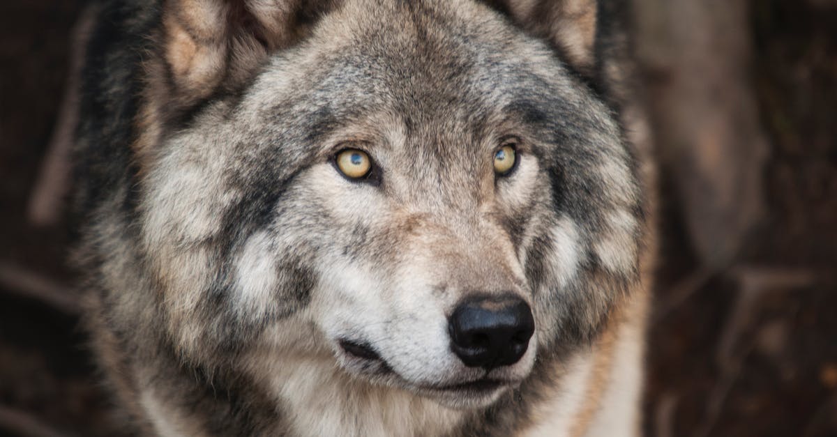 How big is a world on mobile? - Grey and White Wolf Selective Focus Photography