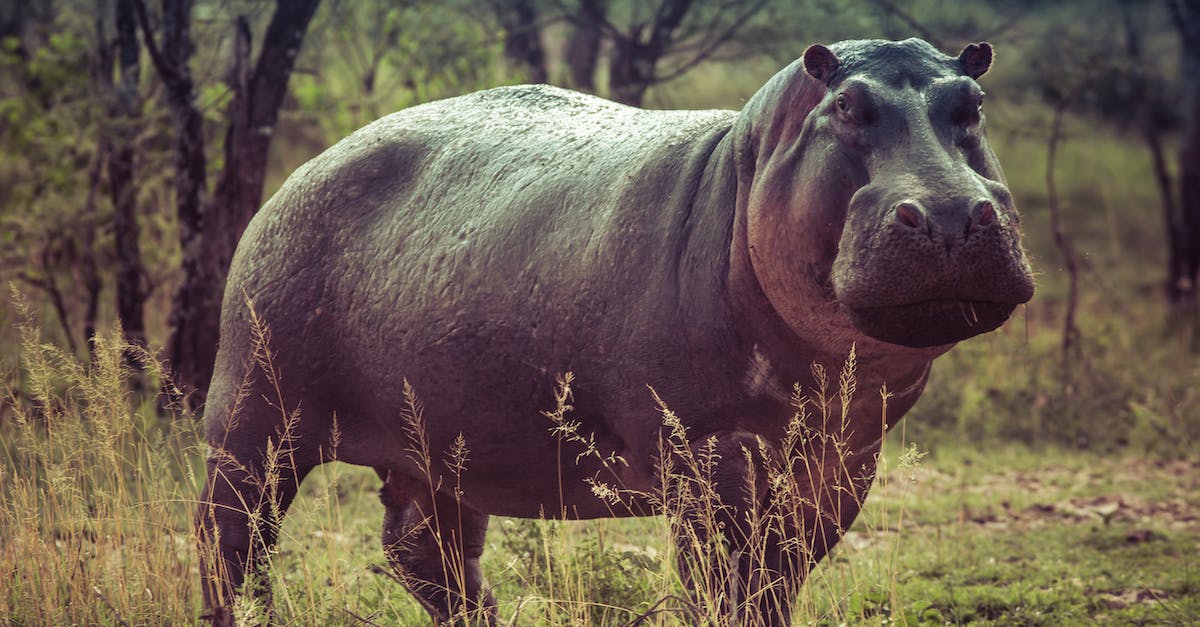 How big is a world on mobile? - Black Hippopotamus on Green Grass