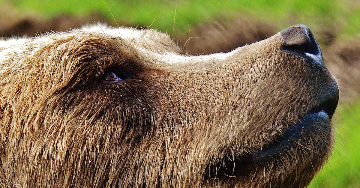 How big is a world on mobile? - Short-coated Tan Dog on Selective Focus Photo