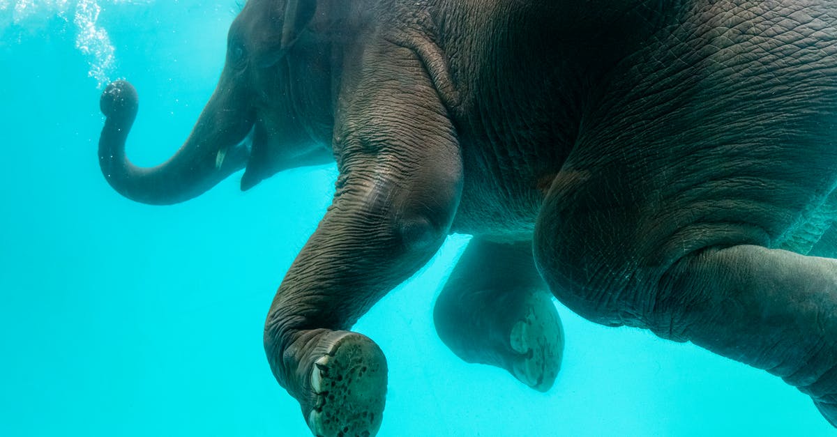 How big is the Minecraft universe compared to real life? - Elephant swimming in blue water