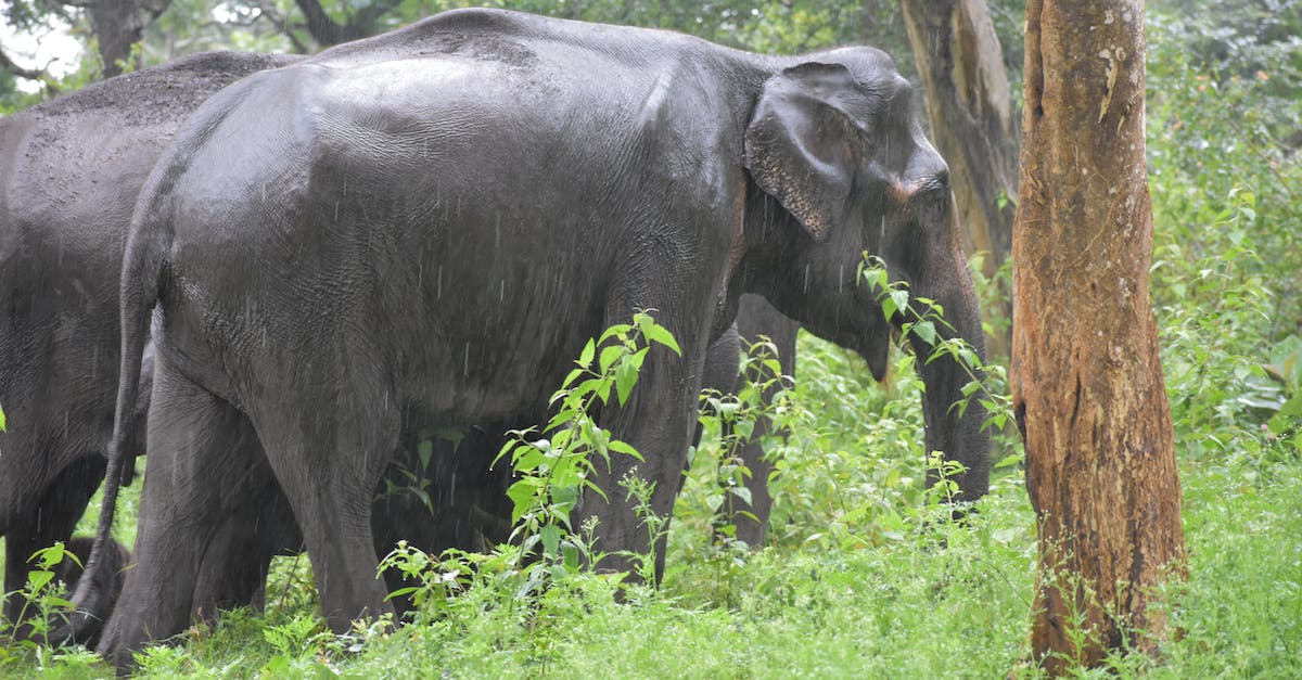 How big is the "freemium" advantage in Skyforge? - Walking Elephants While Raining How big is the "freemium" advantage in Skyforge? - Walking Elephants While Raining