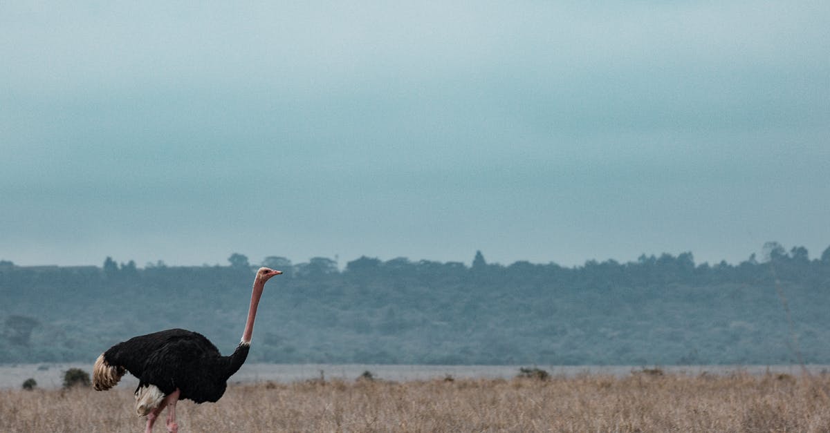 How big is the "freemium" advantage in Skyforge? - Ostrich Walking in Savanna Plateau How big is the "freemium" advantage in Skyforge? - Ostrich Walking in Savanna Plateau