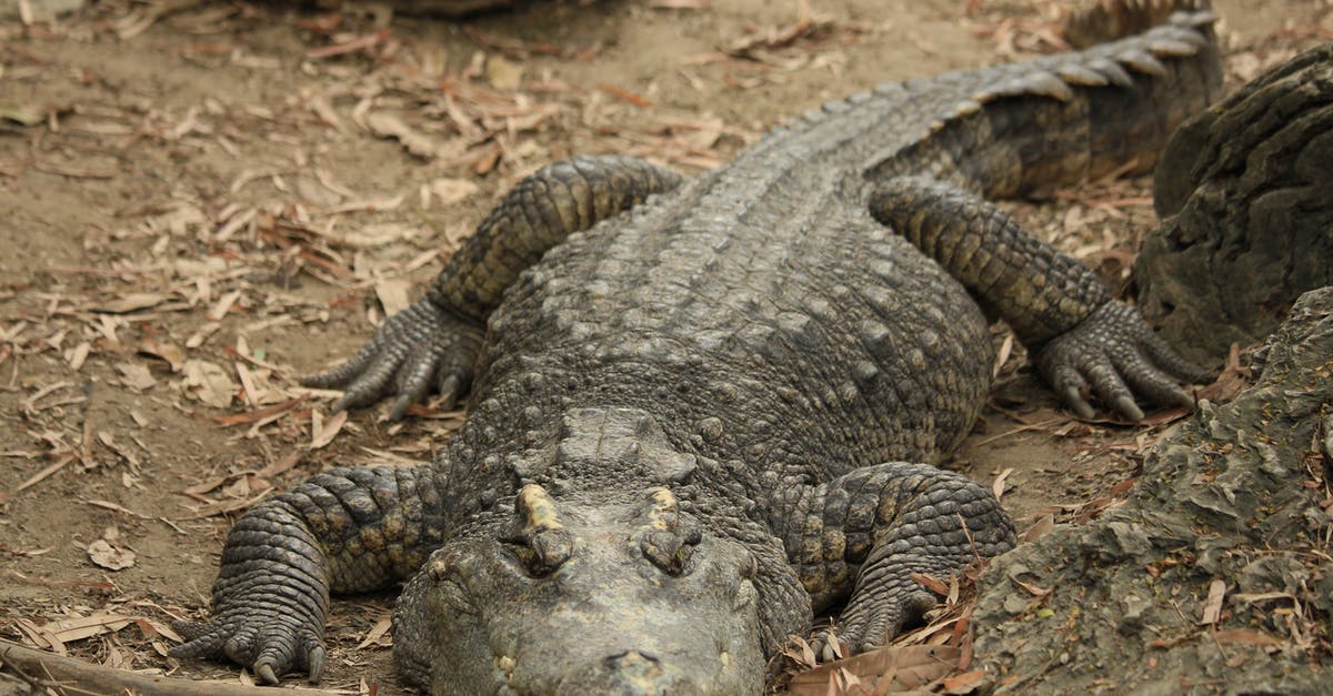 How can a predator defeat an alien in melee? - Black Crocodile Lying on Ground How can a predator defeat an alien in melee? - Black Crocodile Lying on Ground