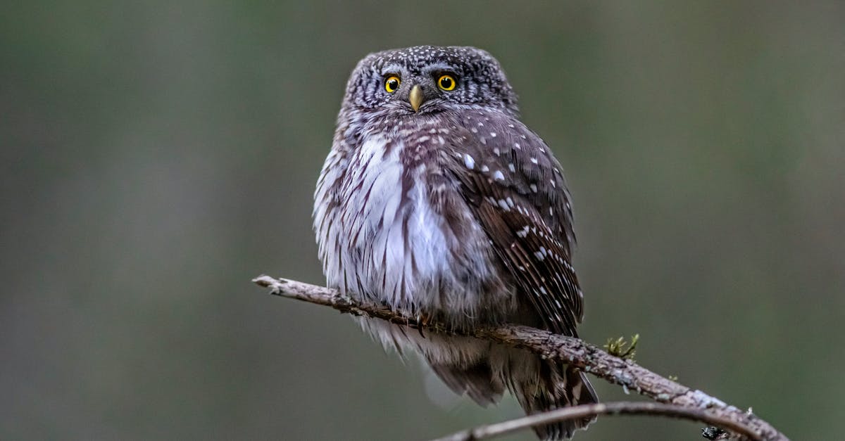 How can a predator defeat an alien in melee? - White and Black Owl on Brown Tree Branch How can a predator defeat an alien in melee? - White and Black Owl on Brown Tree Branch