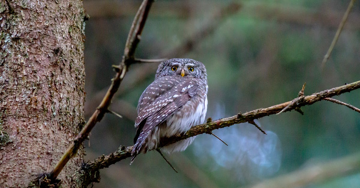 How can a predator defeat an alien in melee? - Brown Owl Perched on Tree Branch How can a predator defeat an alien in melee? - Brown Owl Perched on Tree Branch