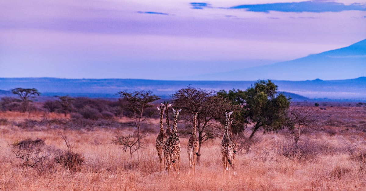 How Can I Butcher Animals en Masse? - Brown and Black Giraffe on Brown Grass Field