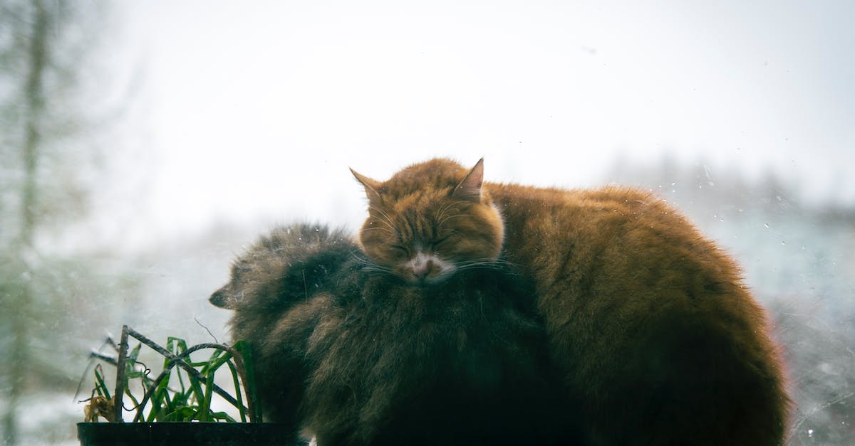 How Can I Butcher Animals en Masse? - Cats Cuddling on Window