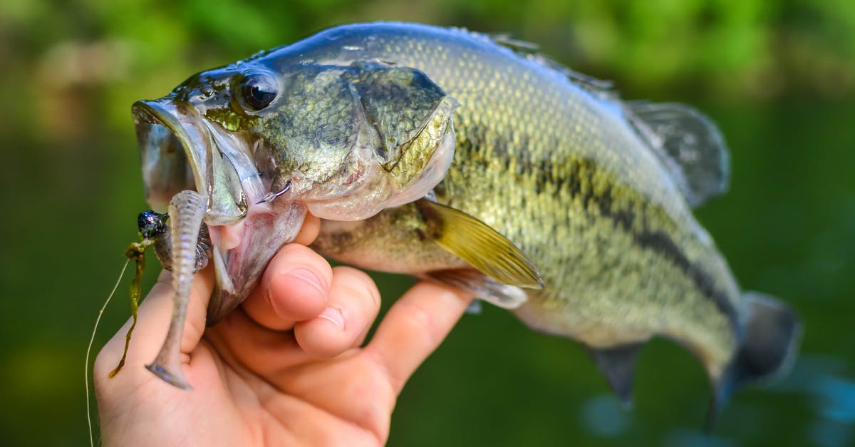 How can I catch a Pokemon underwater? - Person Holding Silver and Yellow Fish How can I catch a Pokemon underwater? - Person Holding Silver and Yellow Fish