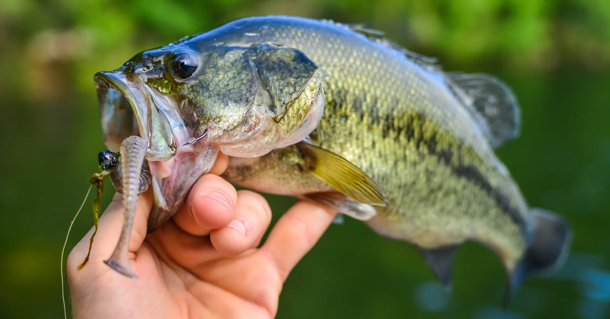 How can I catch fish consistently? - Person Holding Silver and Yellow Fish