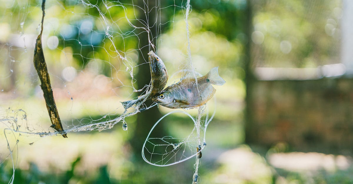 How can I catch hostile mobs with golden lasso/ reuseable safari net - Selective Focus Photography of Two Fish on White Net How can I catch hostile mobs with golden lasso/ reuseable safari net - Selective Focus Photography of Two Fish on White Net