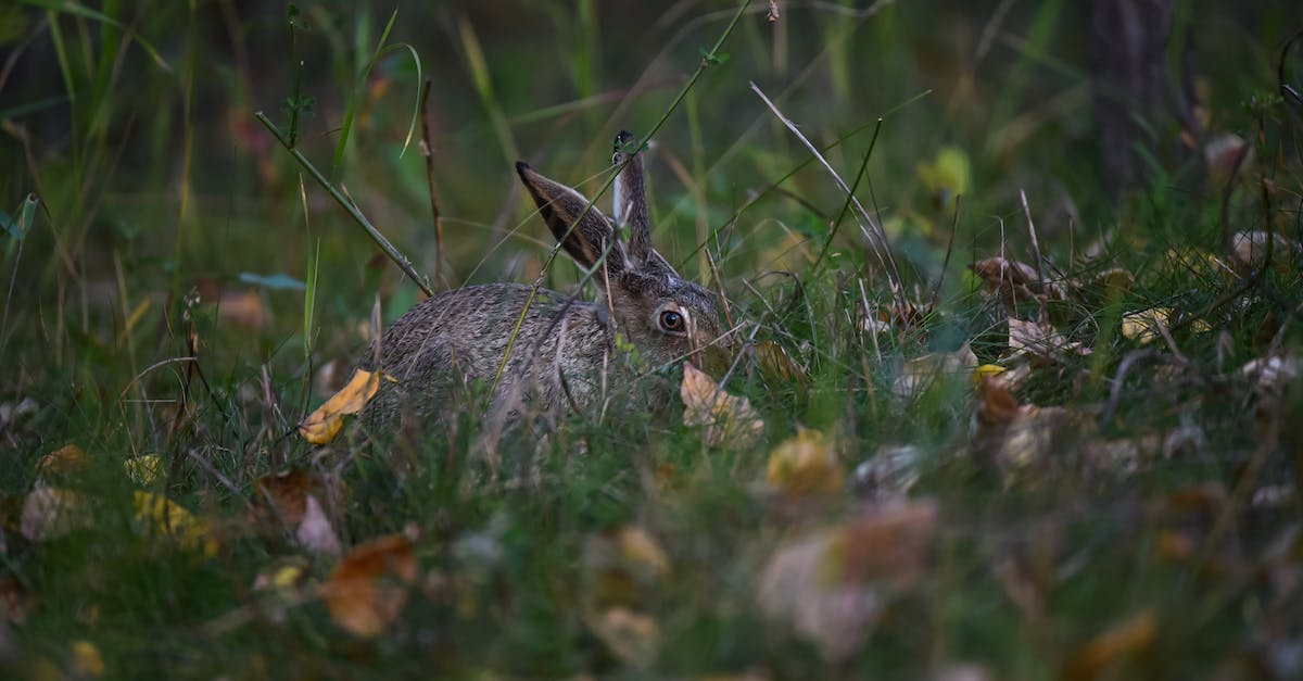 How can I catch the Killer Rabbit of Caerbannog? - Brown Rabbit on Green Grass How can I catch the Killer Rabbit of Caerbannog? - Brown Rabbit on Green Grass