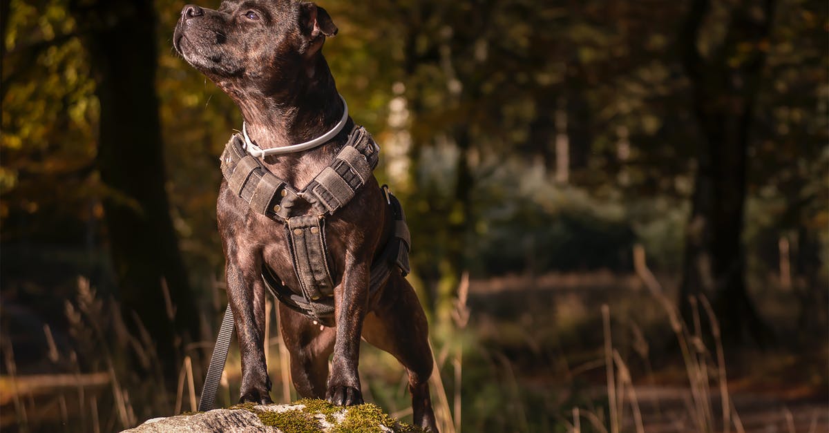 How can I confine my pet rock mole? - Black Short Coat Medium Dog on Rock