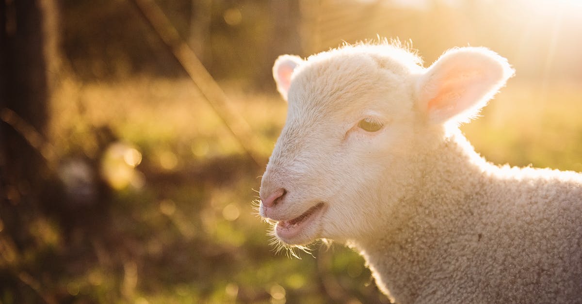 How can I convert sheep's wool into bags? - Gray Sheep How can I convert sheep's wool into bags? - Gray Sheep