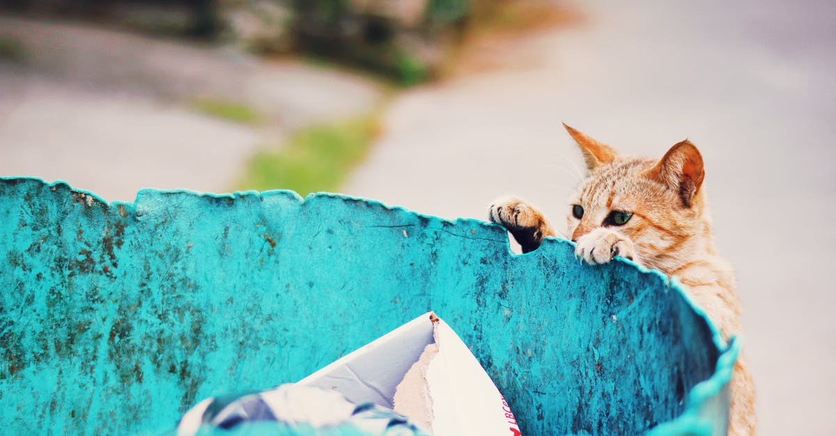 How can I disown the cat? - Homeless cat near trash can with garbage