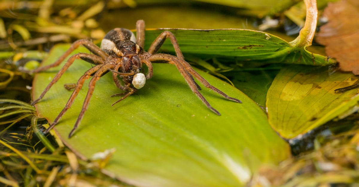How can I easily remove grass from a large area? - Large Dolomedes fimbriatus standing on green leaf How can I easily remove grass from a large area? - Large Dolomedes fimbriatus standing on green leaf