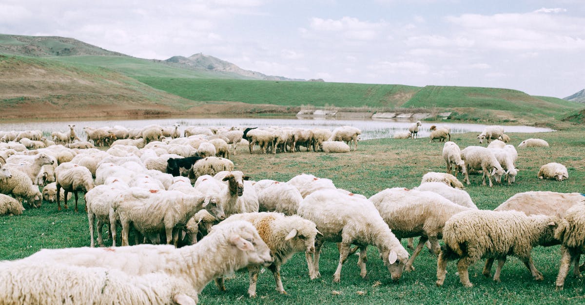 How can I eat in peaceful mode? - Herd of sheep grazing on field