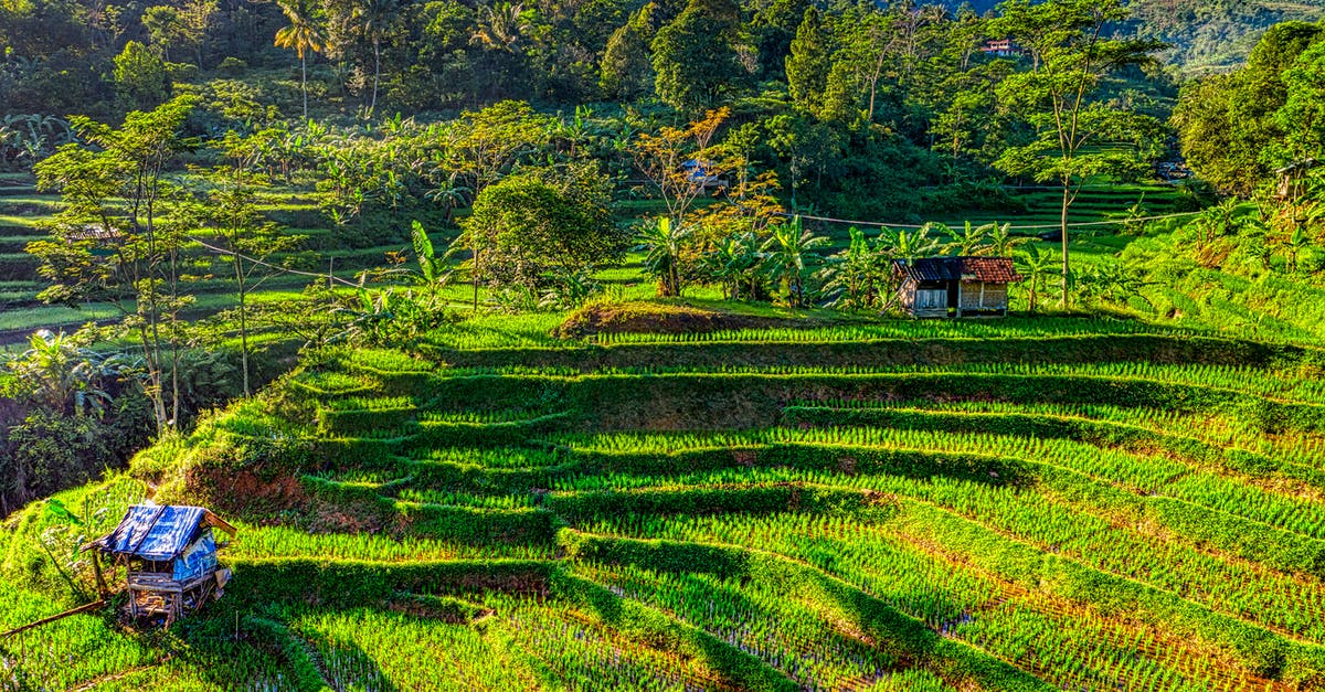 How can I efficiently farm the jungle in public matches? - Terraced green rice plantation on hillside in agricultural area against lush tropical rainforest under cloudless sky