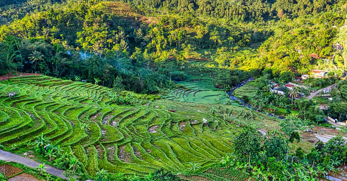 How can I efficiently farm the jungle in public matches? - Drone view of plantations with cultivating plants growing on hills with village houses surrounded by exotic forest