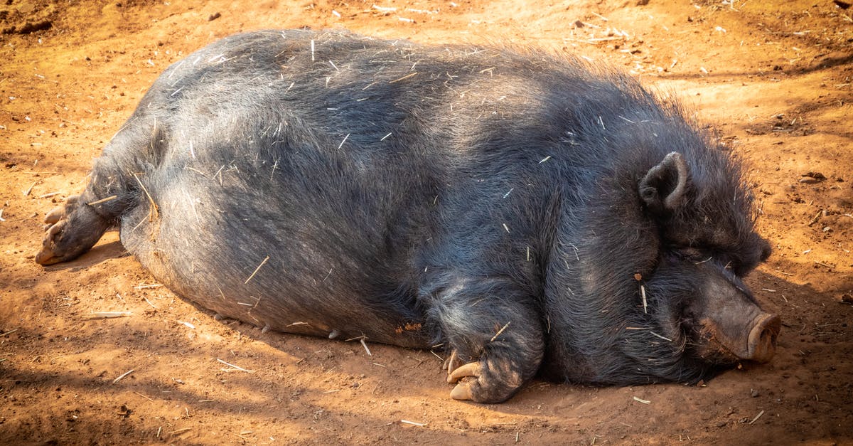 How can I farm teeth? - Black Hog Prone Lying on Soil Under Shade of Tree