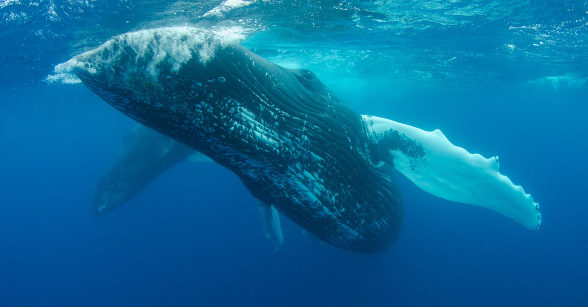 How can I find Marin? - Blue Whale Swimming Under Water