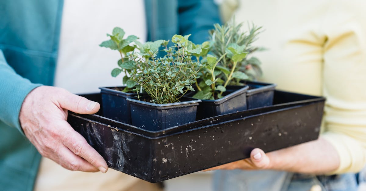 How can I get a villager without a village? - Farmers holding container of sprouts together