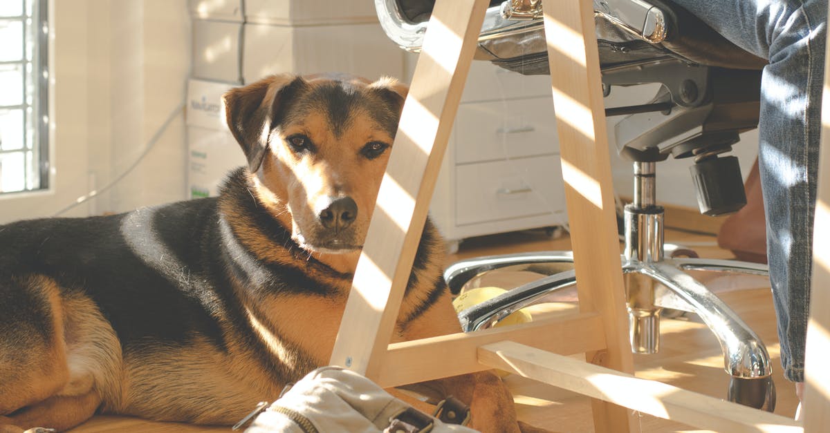 How can I get Barbie Pet Rescue working on Windows 10? - Dog Lying on Floor