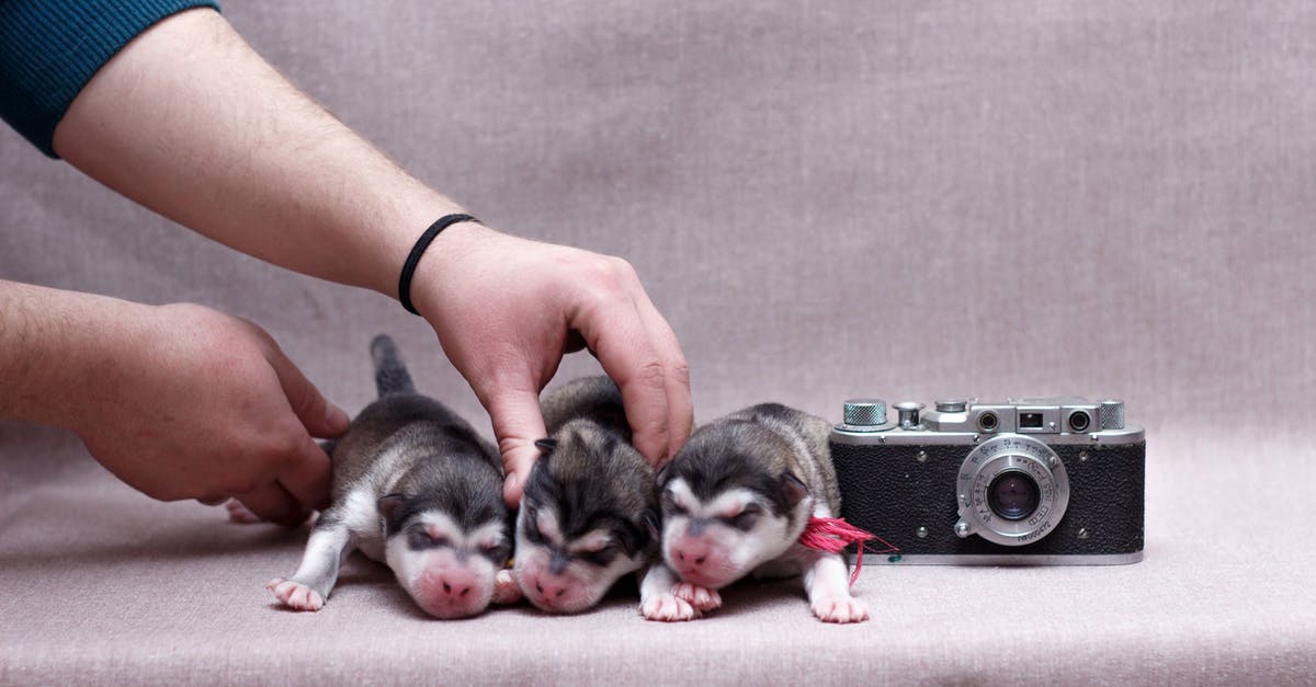 How can I get my old villager back (I want them to remember me)? - Animal Crossing New Leaf - Crop anonymous person with adorable purebred puppies on gray fabric with old photo camera in studio