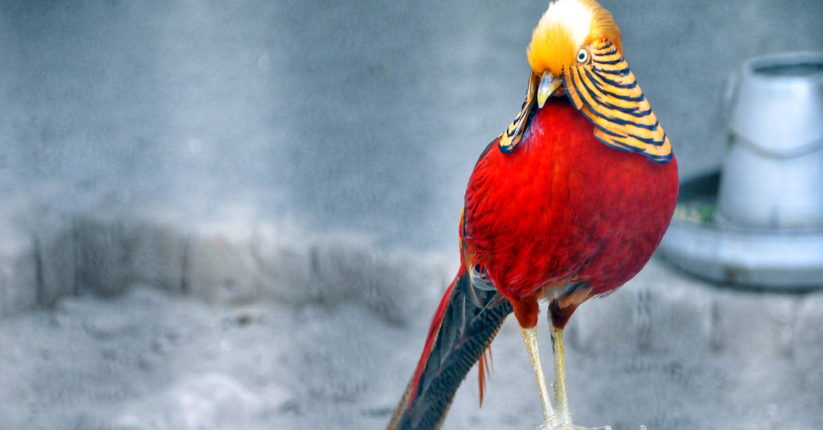 How can I get the Tweeter in Animal Crossing New Leaf? - Red and Brown Bird Standing on Grey Wood Stump