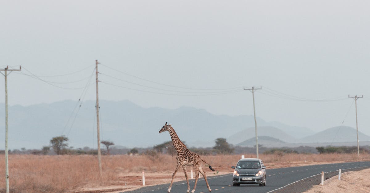 How can I get the Tweeter in Animal Crossing New Leaf? - Giraffe Running in Front of Car