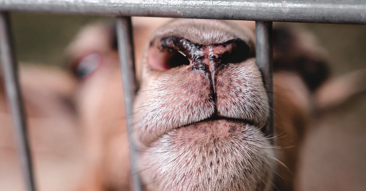 How can I glitch my goat out of the map? - Close up of adorable domestic goat sticking out nose from metal fence in village How can I glitch my goat out of the map? - Close up of adorable domestic goat sticking out nose from metal fence in village