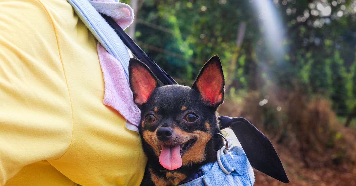How can I improve my gameplay to carry myself out of Bronze League? [closed] - Black and Tan Chihuahua