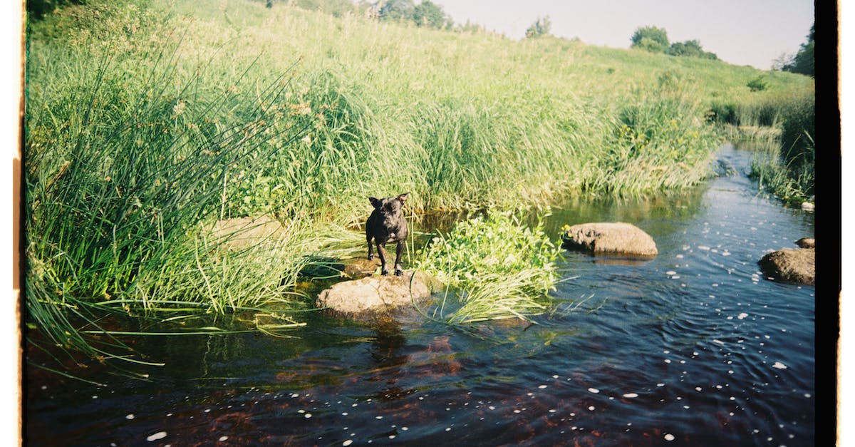 How can I insert a radio stream in Euro Truck Simulator 2? - Black Dog on River How can I insert a radio stream in Euro Truck Simulator 2? - Black Dog on River