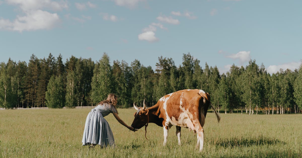 How can I load my village back if I am not connected to google? [duplicate] - Woman in White Dress Standing Beside Brown and White Cow on Green Grass Field