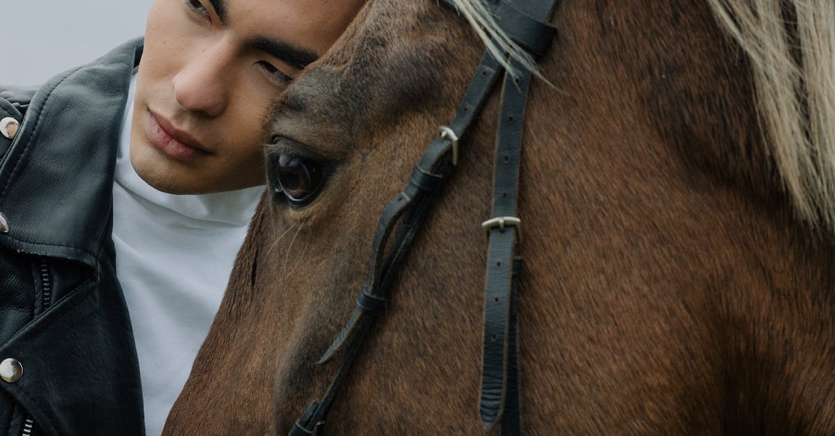 How can I make my horse less aggressive? - Free stock photo of adult, animal, asian