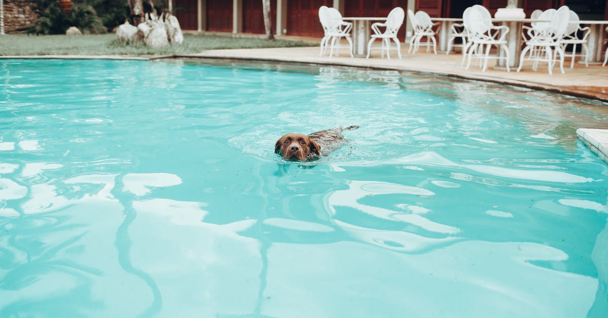 How can I move a village? - Cute brown Labrador Retriever swimming  in pool with blue water located in garden near country house on summer day