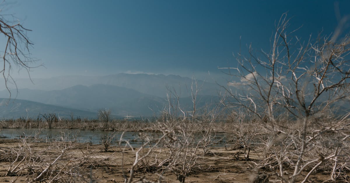 How can I reach the massive tree in the south, near Bald Mountain - Dry plants on shore of calm reservoir How can I reach the massive tree in the south, near Bald Mountain - Dry plants on shore of calm reservoir