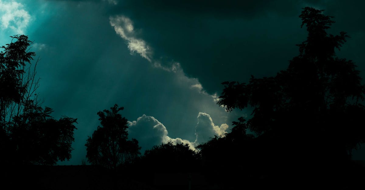 How can I recognize a Grim Patron Warrior before it's too late? - Majestic dark sky over trees silhouettes How can I recognize a Grim Patron Warrior before it's too late? - Majestic dark sky over trees silhouettes