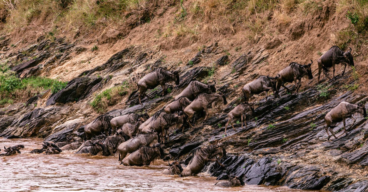 How can I unlock the great adventure achievement? - Confusion of strong wildebeests crossing muddy deep river in wild nature in Africa