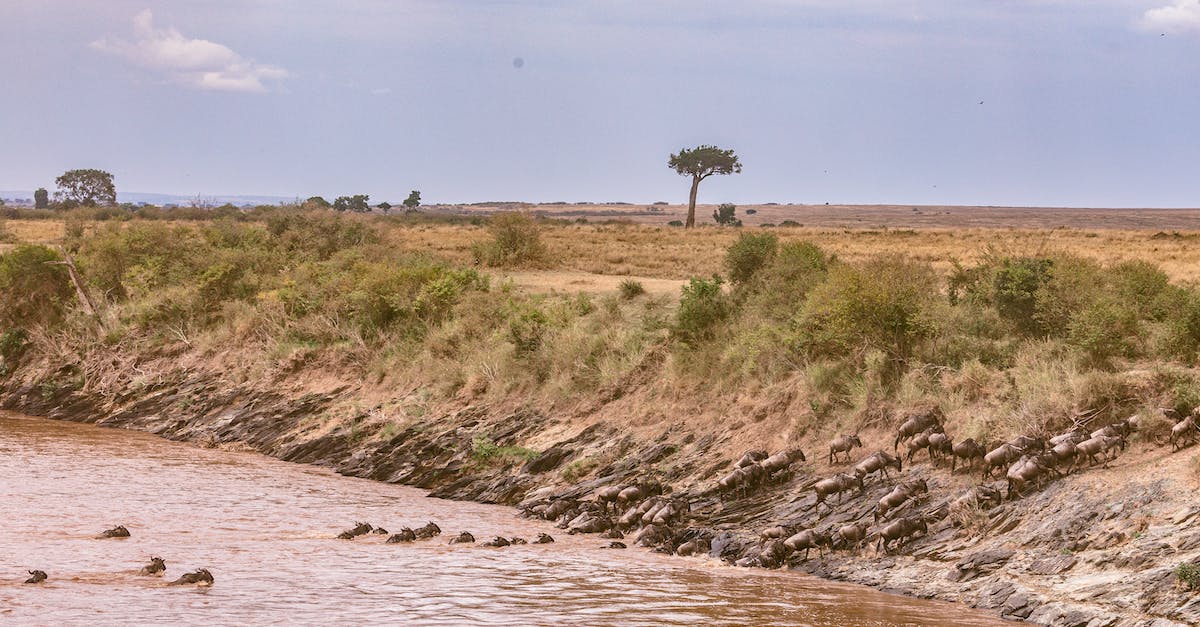 How can I unlock the great adventure achievement? - Confusion of wildebeests crossing deep vast river during great migration in savanna in Africa